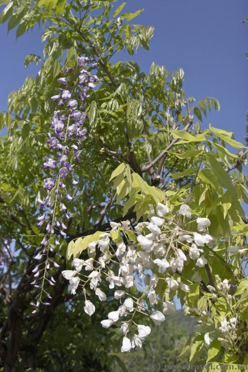 Wistaria in the Nikitsky botanical garden