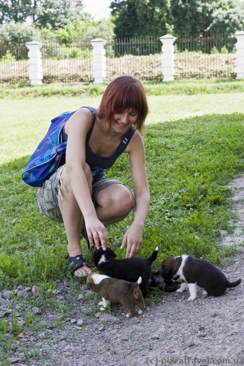 Puppies near the palace