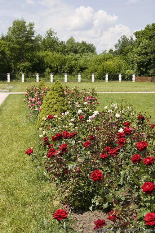 Roses in the park near the palace