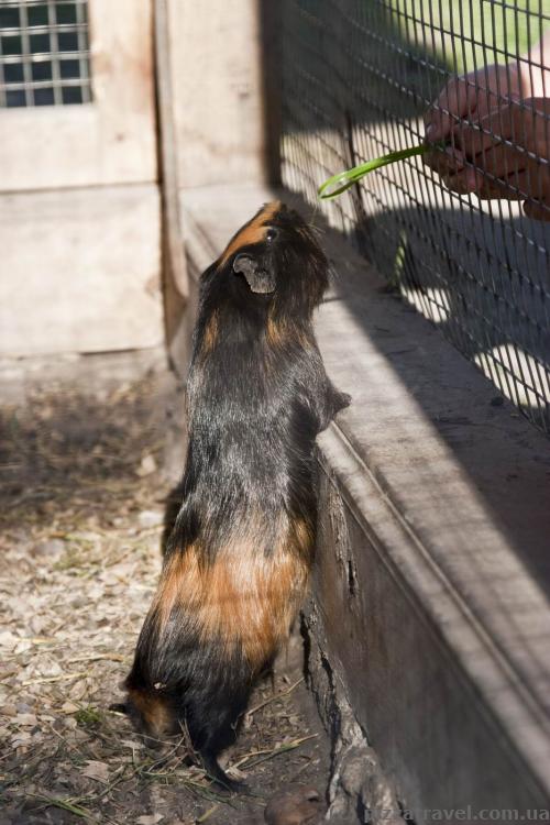 Mini zoo in the Dubno Castle