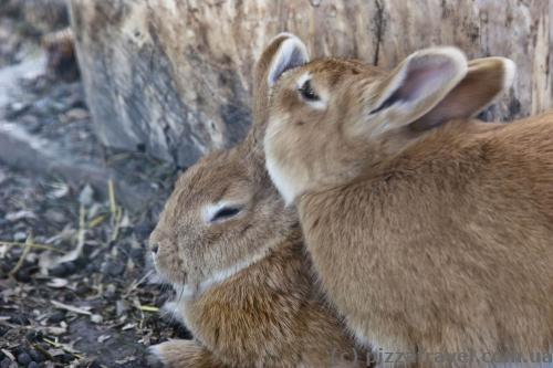 Mini zoo in the Dubno Castle