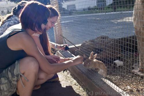 Mini zoo in the Dubno Castle