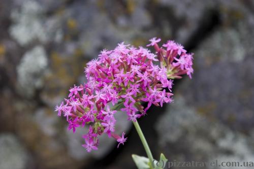 Silene hypanica grows only in this place.