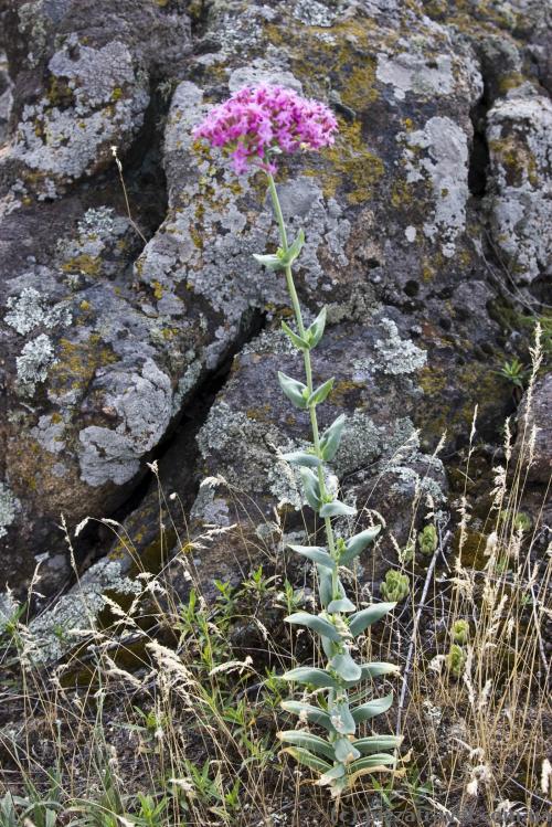 Silene hypanica grows only in this place.